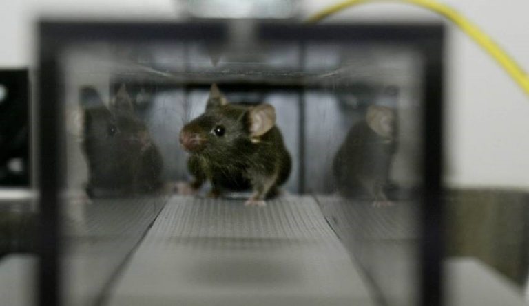 עכבר-מעבדה-768x445